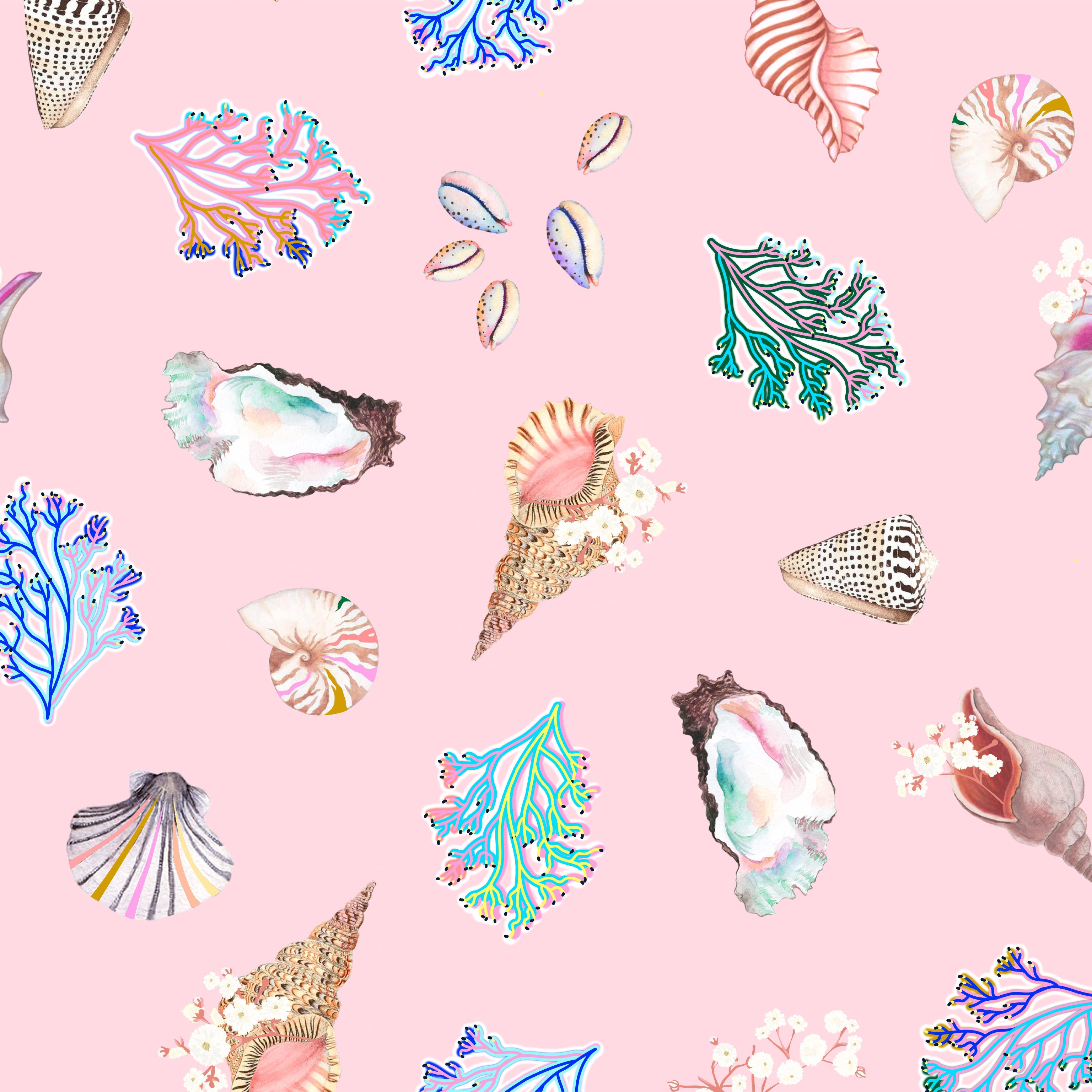 Seashell Collection